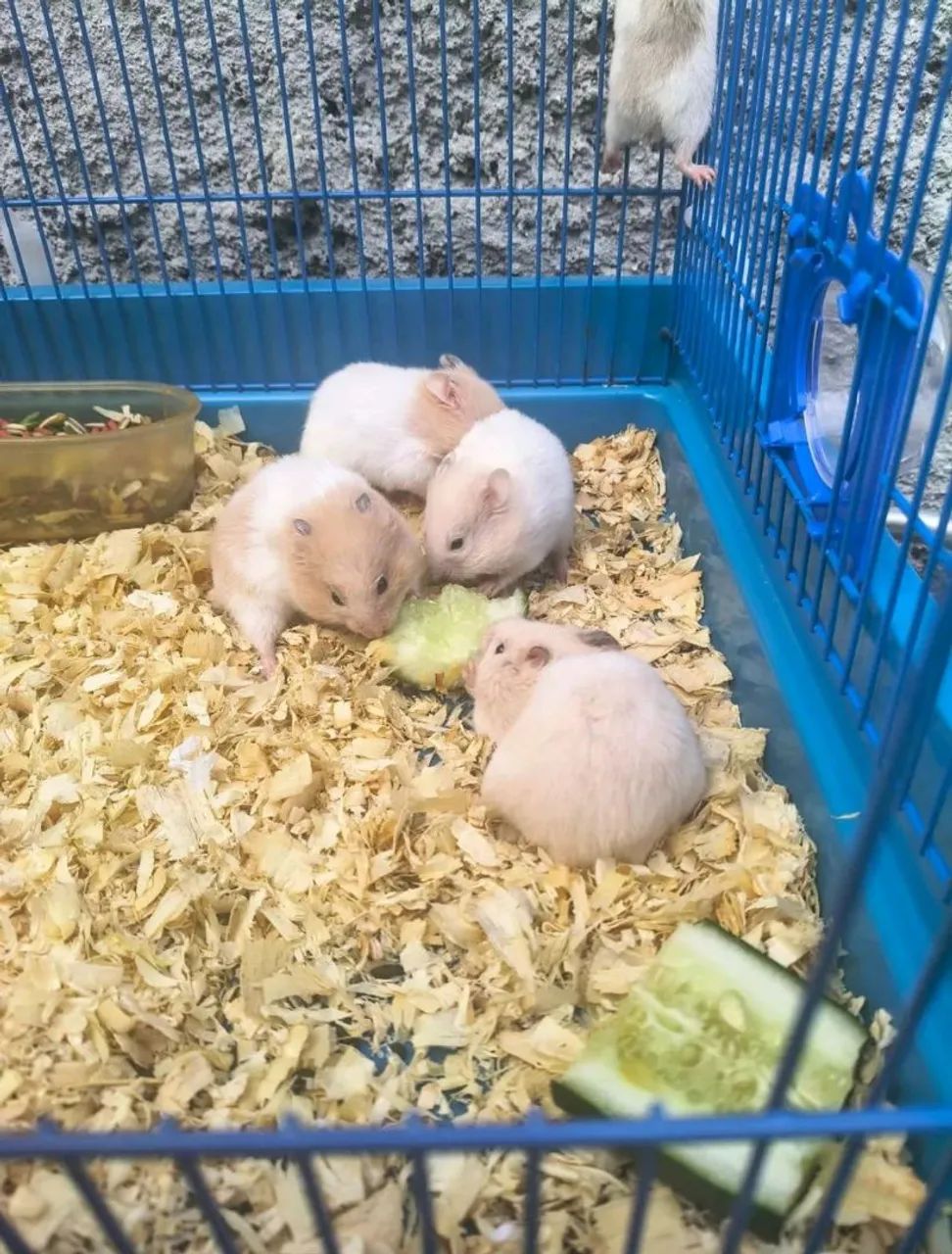 Hamster Sírio 