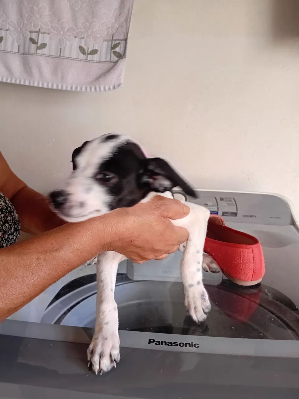 Vira lata pra doação - Foto 2