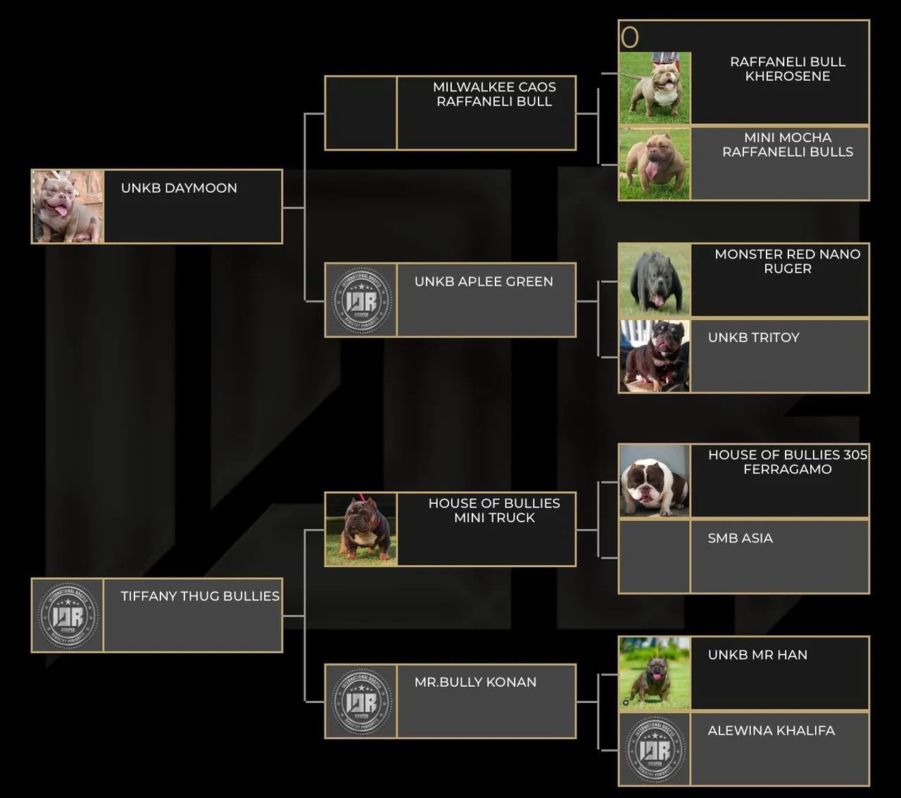 American bully nano - Foto 4