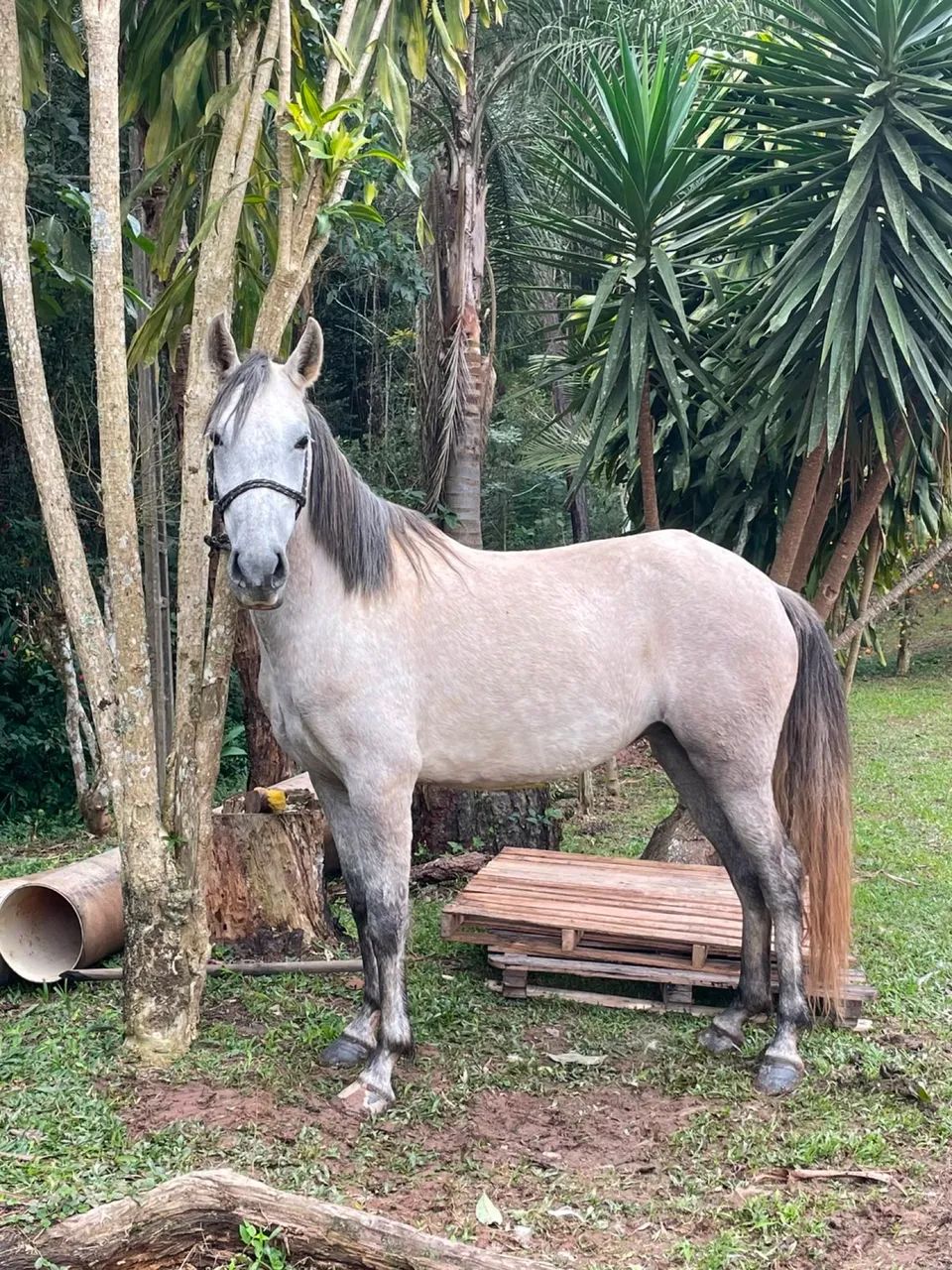 Egua  - Foto 4