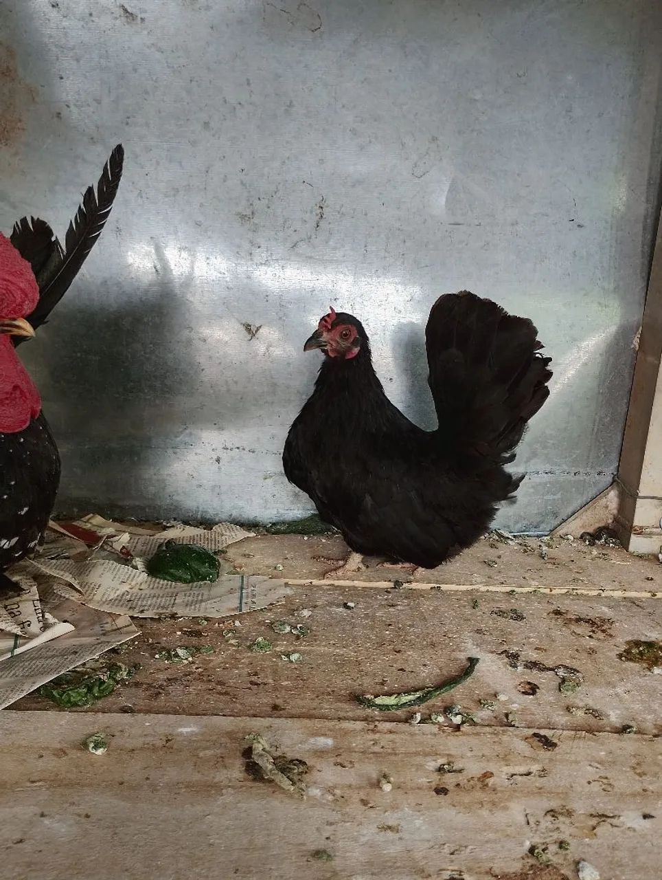 Vendo Mine nagazaki preta 10 meses  - Foto 2