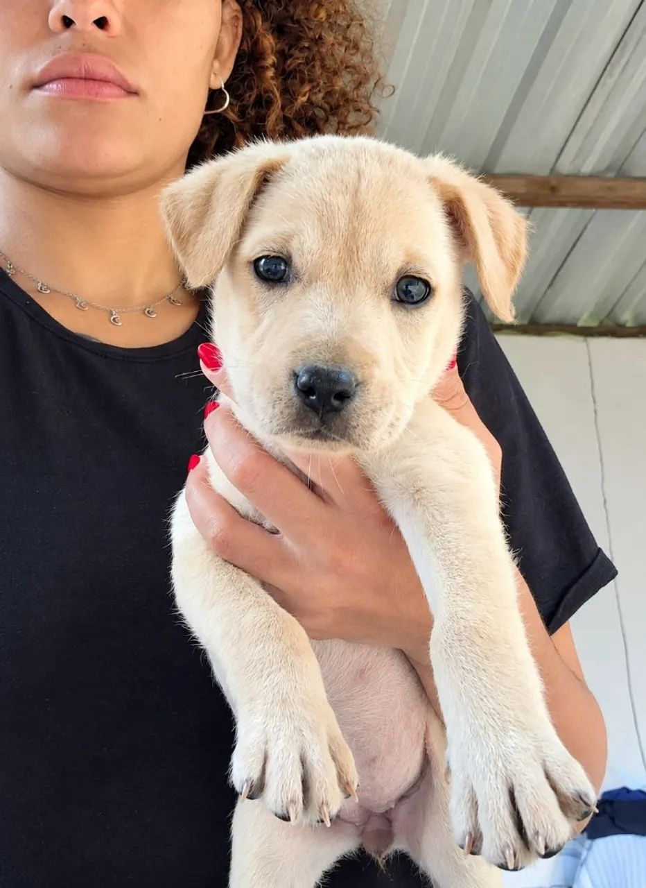 DOAÇÃO de pitbull com cadela sem raça  - Foto 4