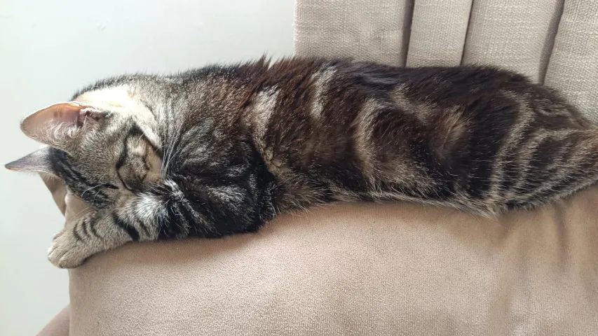 Gato macho - Foto 3
