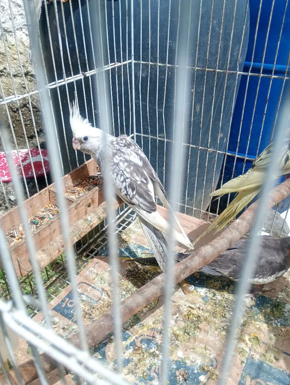 Pets - Foto 2