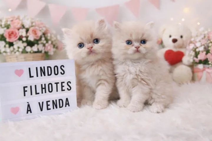 Filhotes de gato persa alegria do seu lar