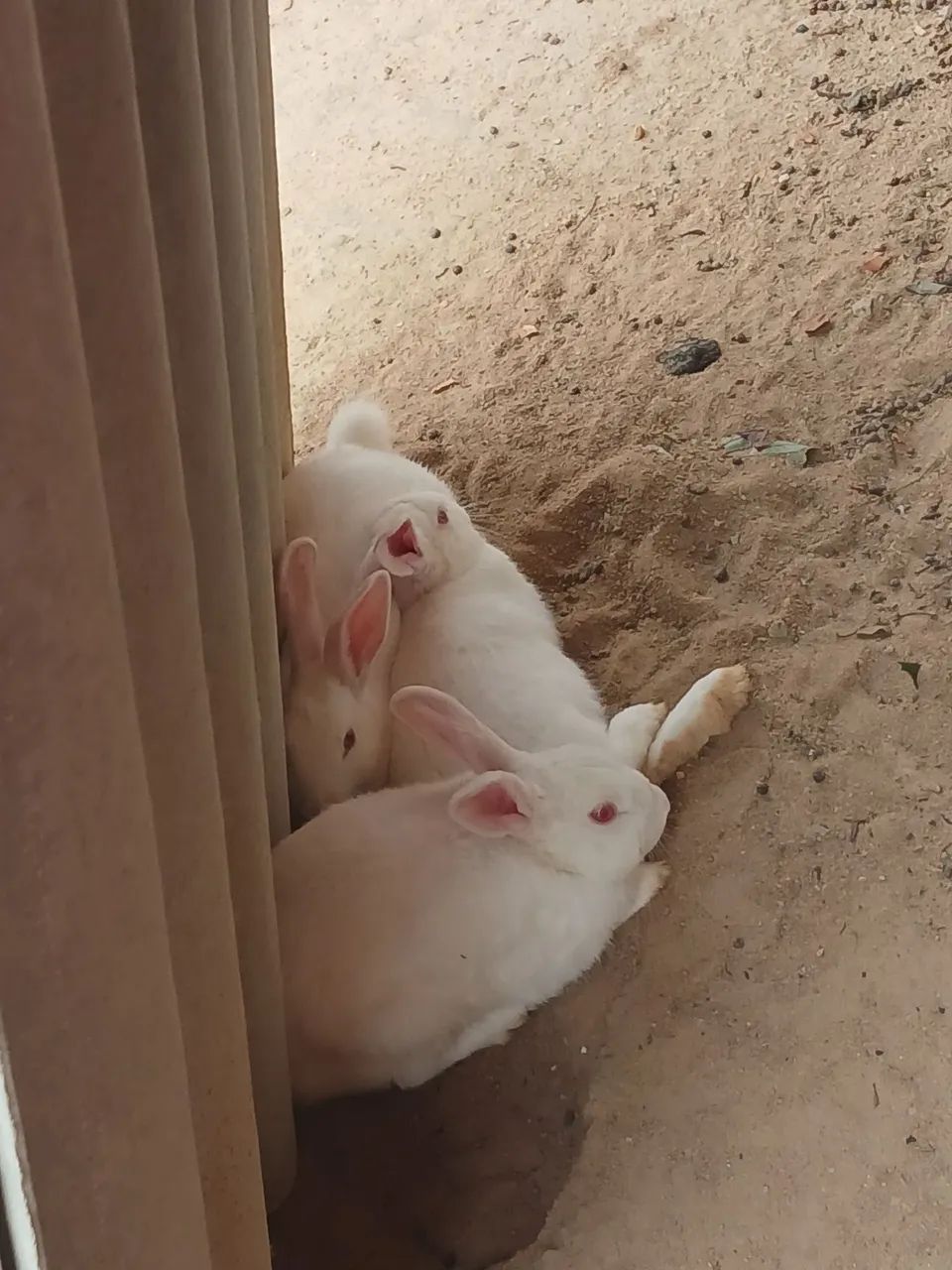 Coelhos ? 