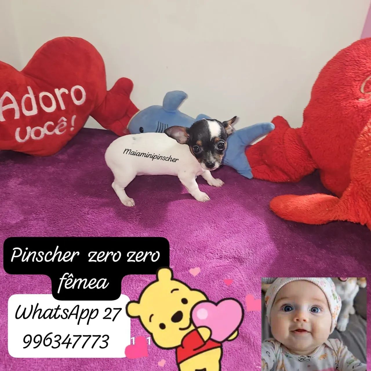 Pinscher zero zero fêmea  - Foto 2