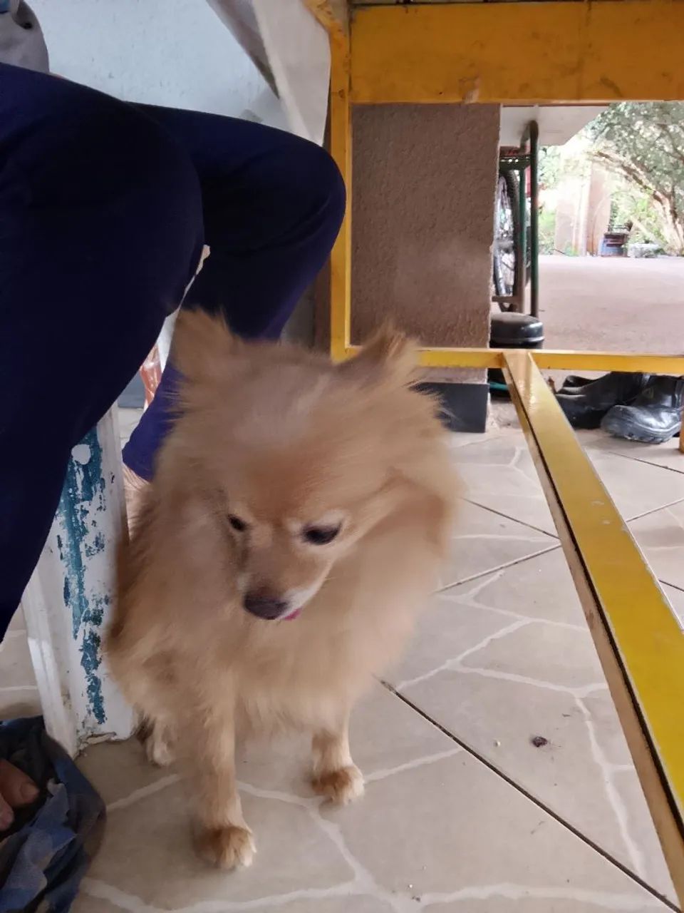 Lulu da Pomerânia  - Foto 2