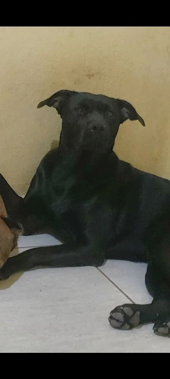 Doa-se cachorro 
