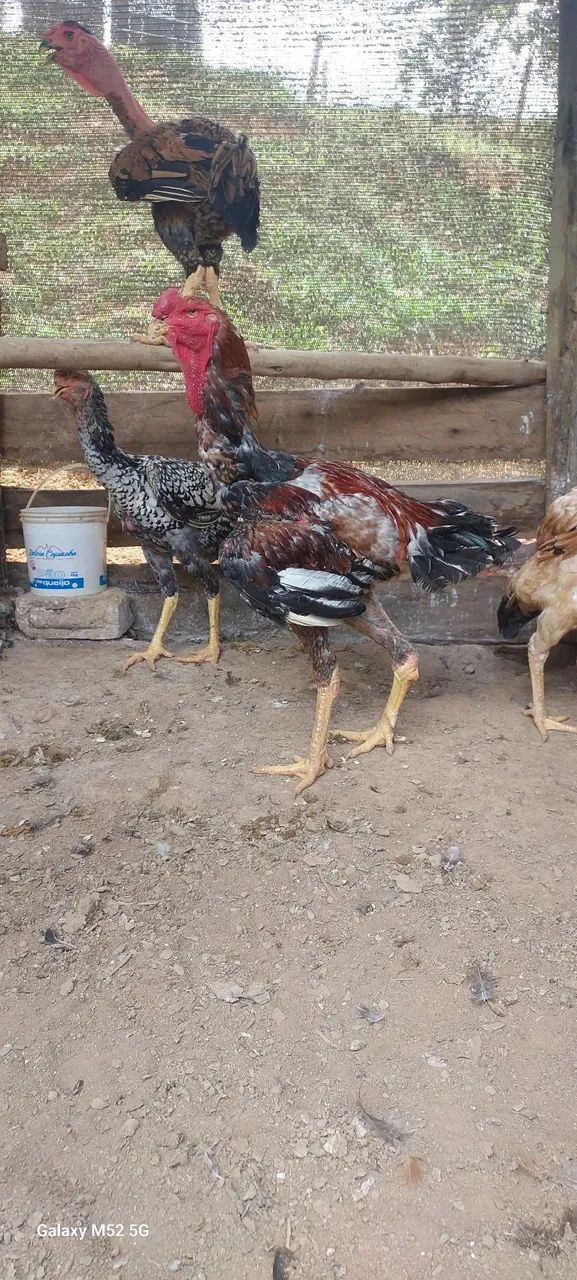 Indio gigante e polaco gigante  disponível baia completa  - Foto 4