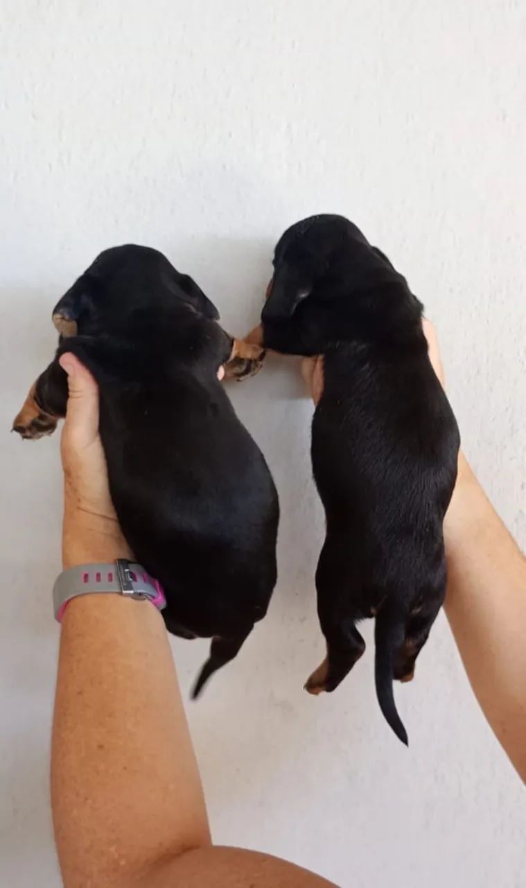 Teckel Daschund  - Foto 2