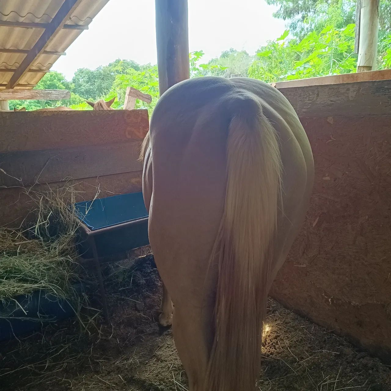 Animais  - Foto 4