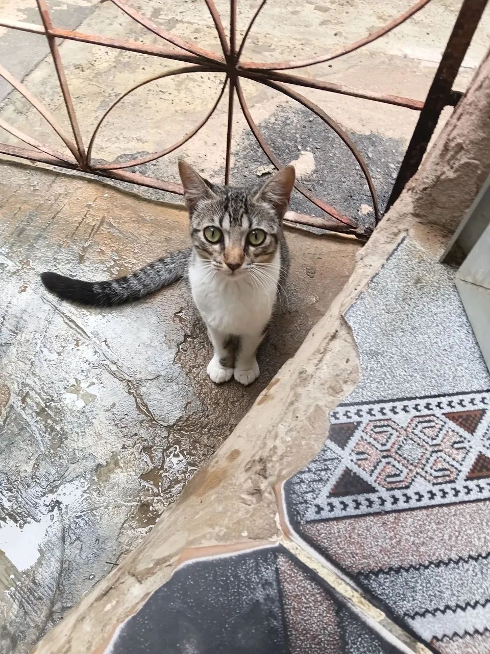 Adota aí uma fêmea castrada e dois machos 