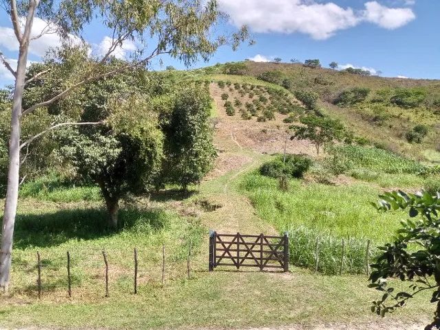 Vende-se sítio com 3 ha no município de Salgadinho- PE  Fone : 81 9  * - Foto 5