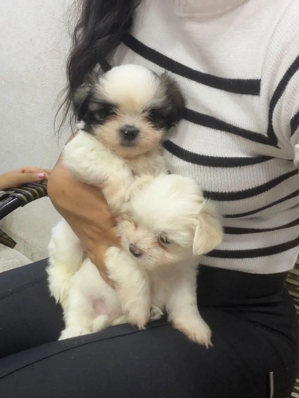 Lhasa Apso  - Foto 2