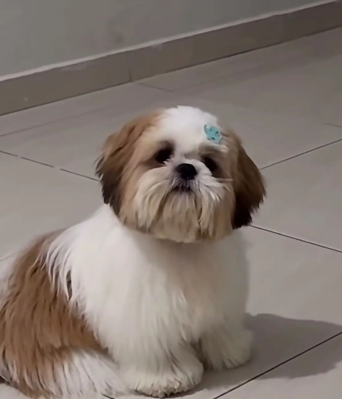 Cachorro 