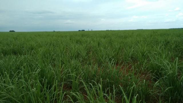 Fazenda à venda, 3242800 m² por R$ 26.000.000 - Jardim Santa Cruz - Campo Mourão/PR - Foto 3
