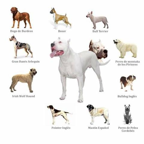 Filhote dogo argentino - Foto 3