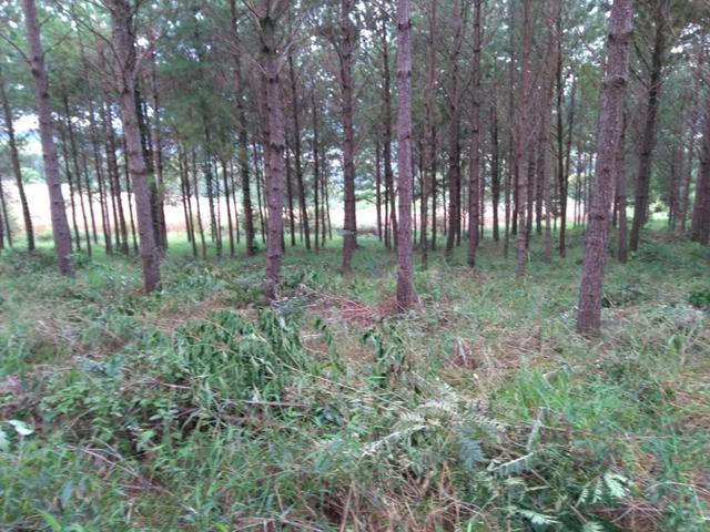 Vendo terreno pinus com 11 ano - Foto 2