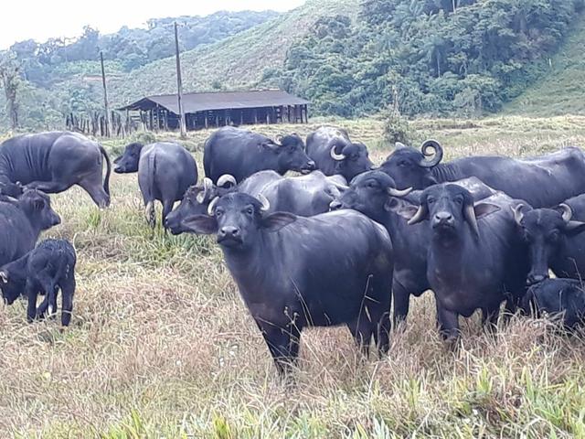 Fazenda completa - Foto 8