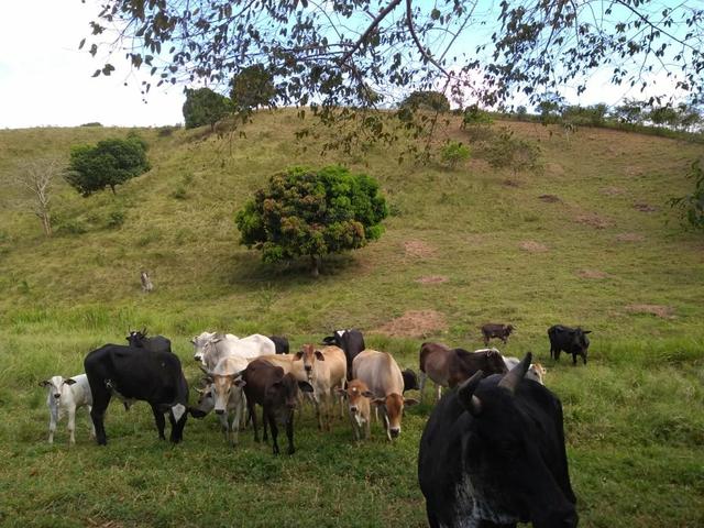 Sitio - Foto 6