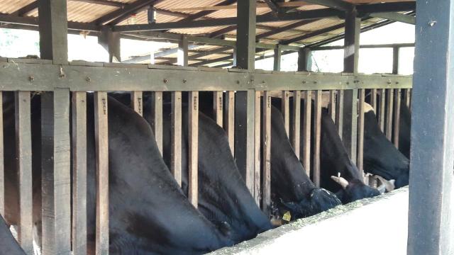 Vendo ou troco sítio top perto da Fazenda salgada - Foto 3