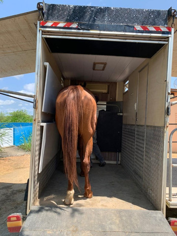 Reboque para cavalo - Foto 6