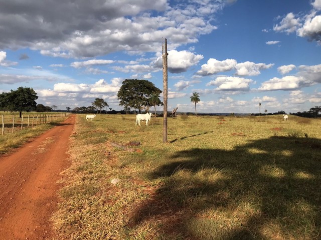 Fazenda de 91 alqueires em Guapo-Go  - Foto 3