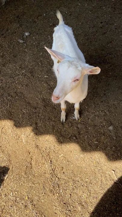 Cabrito, Cabra Saanen