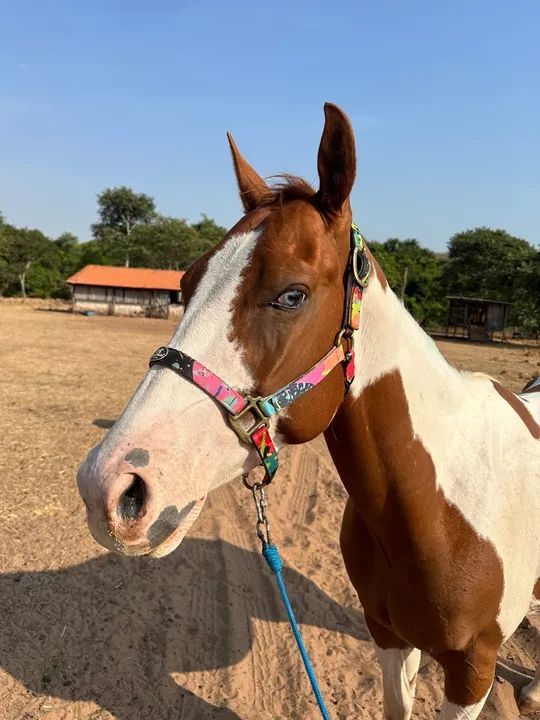 Cavalo Paint Horse P.O. Registrado - Foto 3