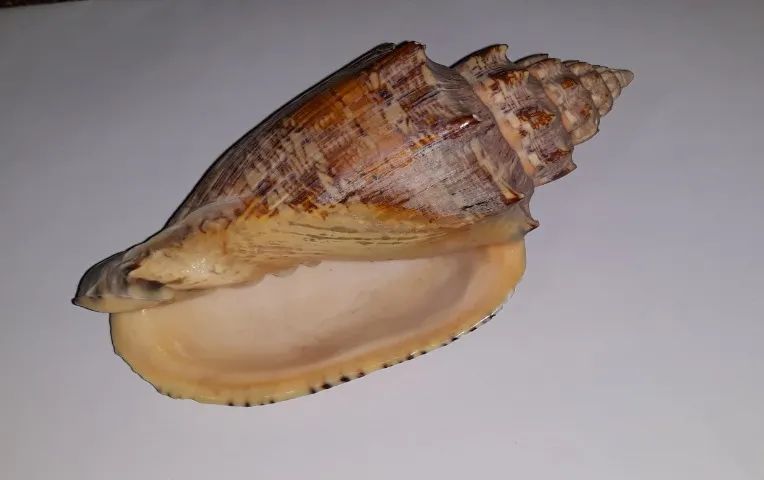 VENDE SE CONCHA DO MAR - Foto 3