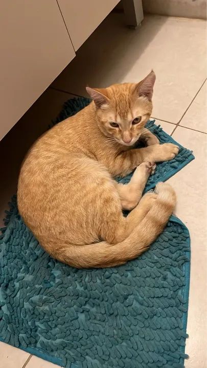 Gatinho laranja lindo para adoção - Foto 2
