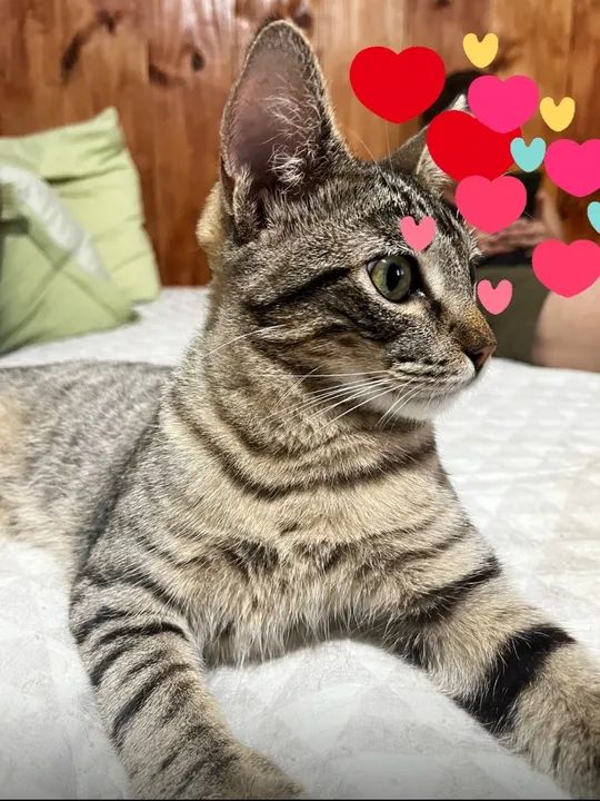 Gatinho adorável disponível para adoção - Foto 3