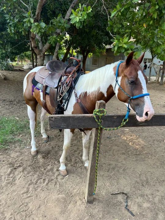 Cavalo Paint Horse P.O. Registrado - Foto 5