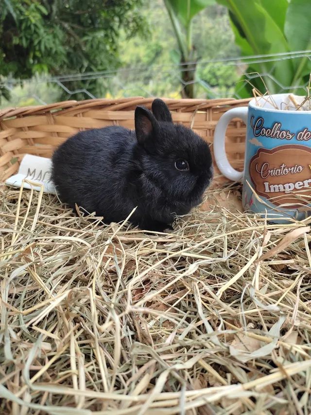 PÁSCOA - Coelho GIGANTE - Anão e Mini Importado - Foto 2