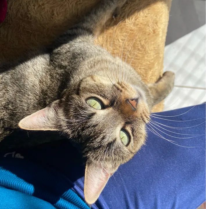 Gata mais carinhosa que você já viu para adoção - Foto 3