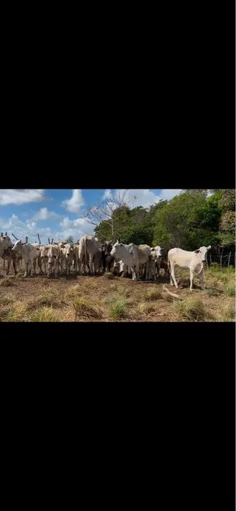 GARROTAS E NOVILHAS NELORE - Foto 4