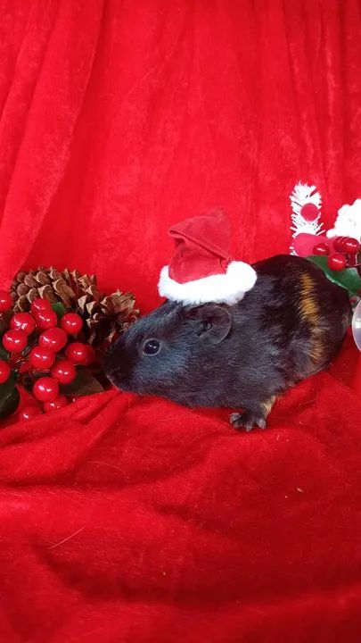 Porquinho da índia macho  - Foto 6