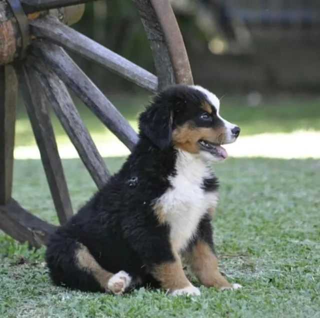 Ninhada Bernese Mountain lindo bebezinho, venha buscar seu nenem - Foto 3