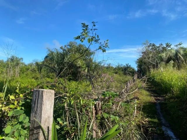 Fazenda em Itapecuru Mirim do Maranhão - Foto 5