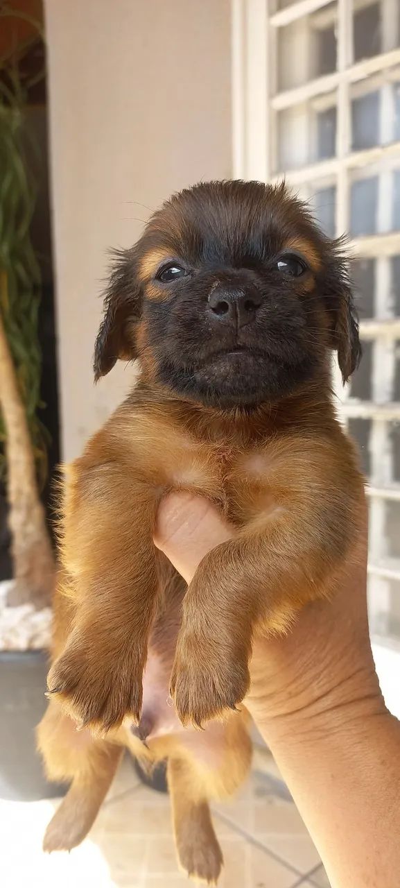 Filhote de cachorro kokoni com bacê - Foto 3
