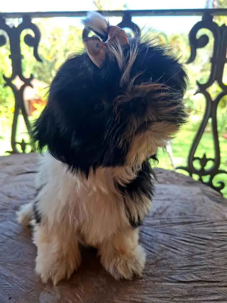 Filhote Shih Tzu fêmea
