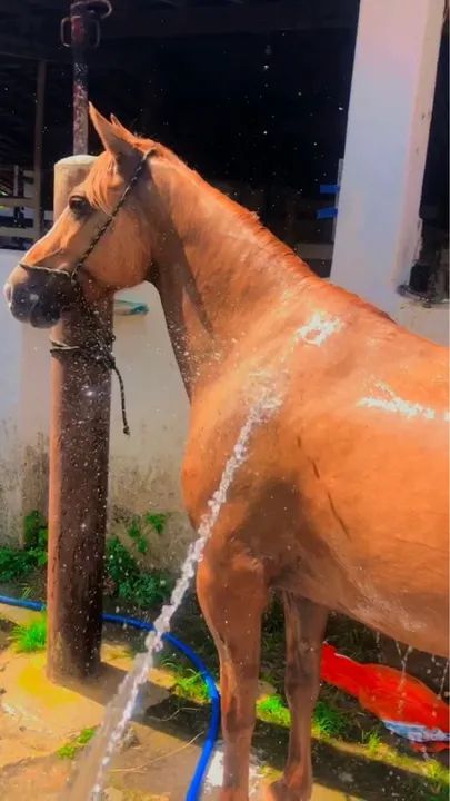 Égua meio sangue - Foto 2