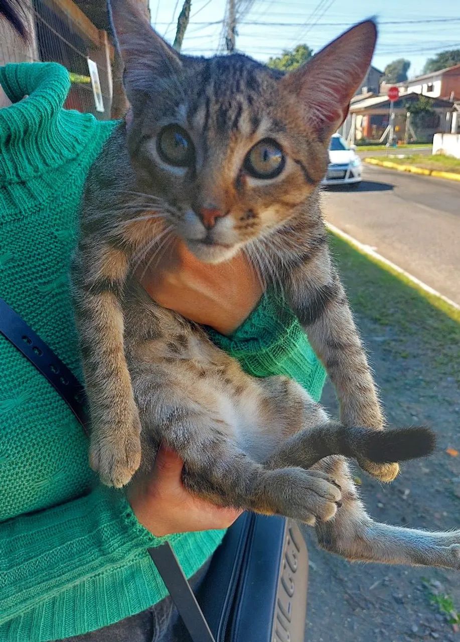Gatinho para Adoção GRAVATAÍ 
