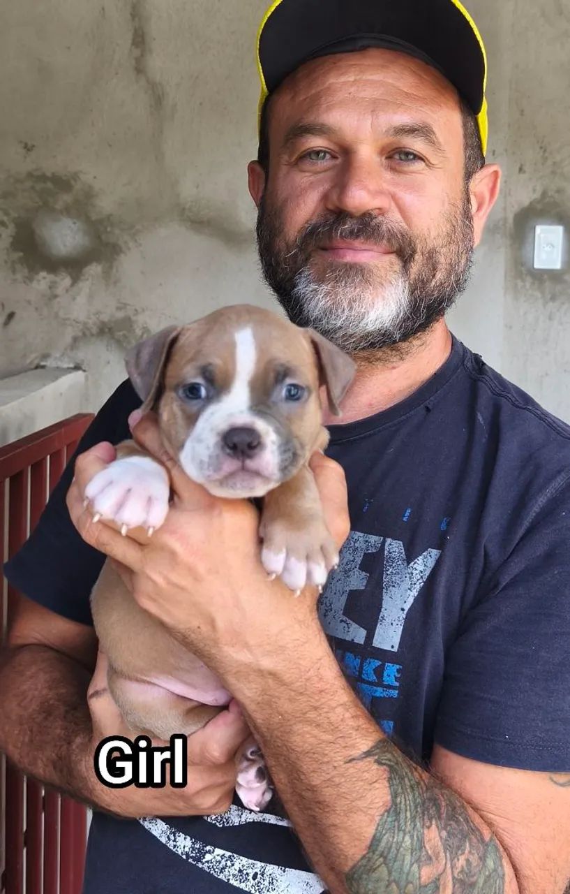 Filhote Macho e fêmea de American Bully - Disponível! - Foto 4
