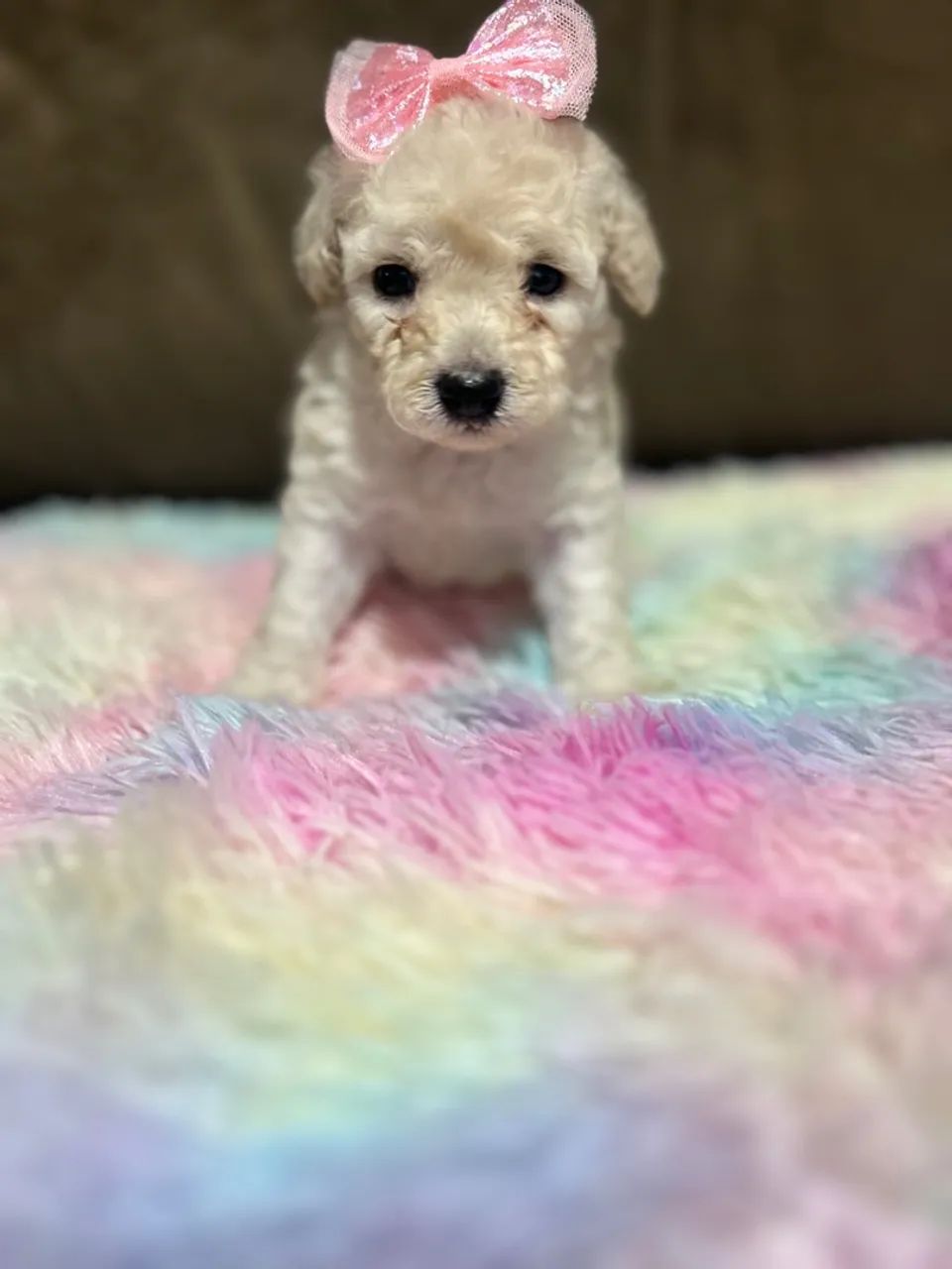 Filhotes de Poodle toy 