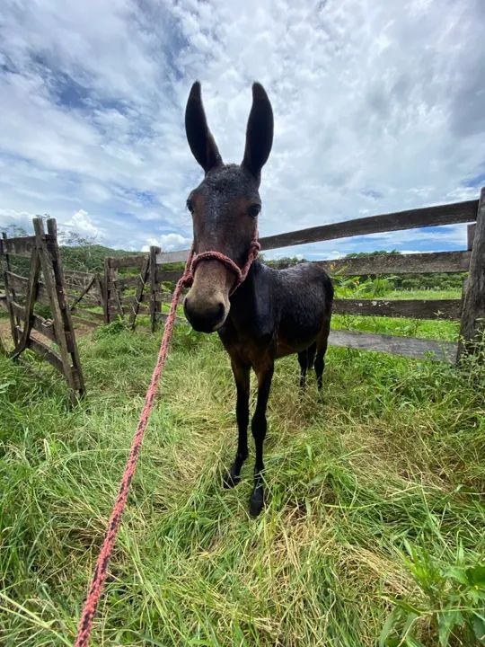 Burro 7 meses  - Foto 3