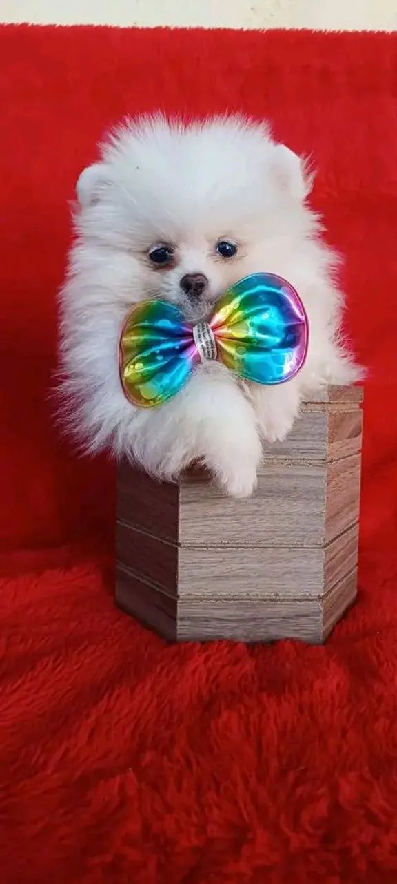 Lulu da Pomerânia  - Foto 2