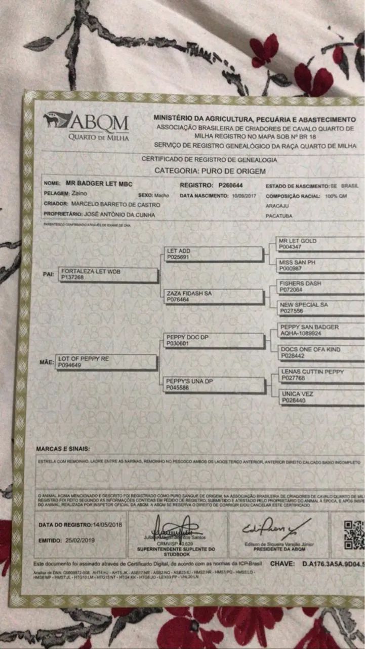 Cavalo de direita  - Foto 5