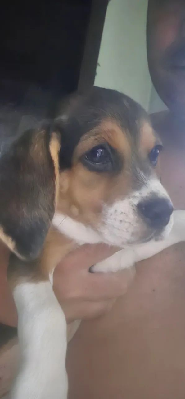 Filhote Beagle - Foto 4